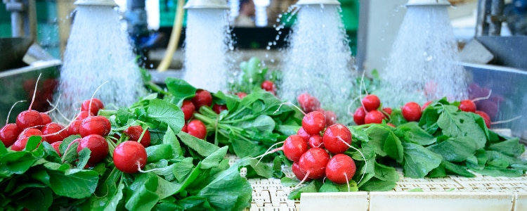 washing radishes